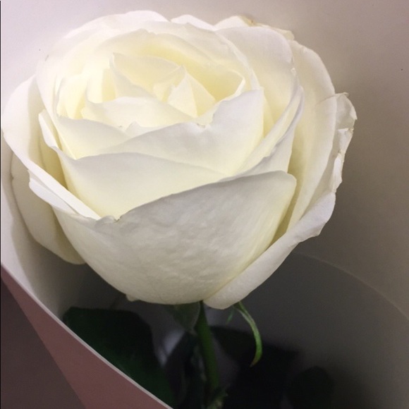 Meet your Posher, Tuqa - Picture 1 of 1